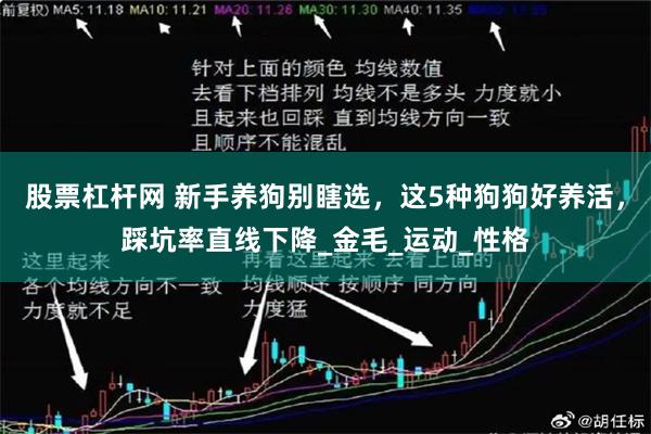 股票杠杆网 新手养狗别瞎选，这5种狗狗好养活，踩坑率直线下降_金毛_运动_性格