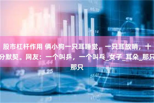 股市杠杆作用 俩小狗一只耳睡觉，一只耳放哨，十分默契。网友：一个叫乒，一个叫乓_女子_耳朵_那只