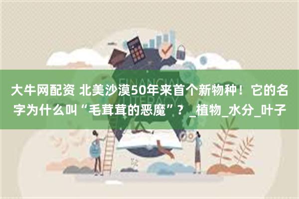 大牛网配资 北美沙漠50年来首个新物种！它的名字为什么叫“毛茸茸的恶魔”？_植物_水分_叶子